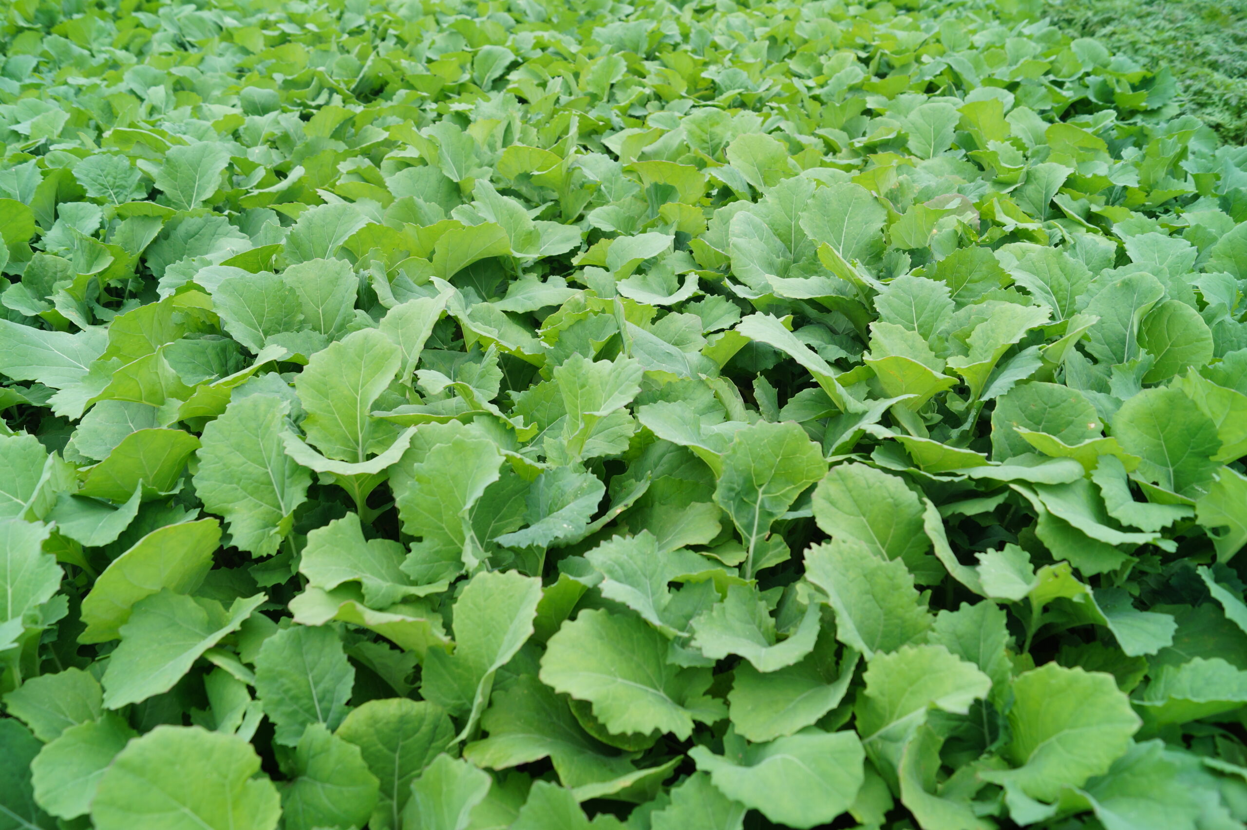 Catch and Cover Crops Wheat