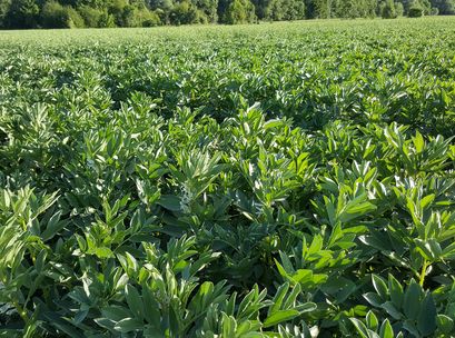 Sping-Beans-Pulses Wheat